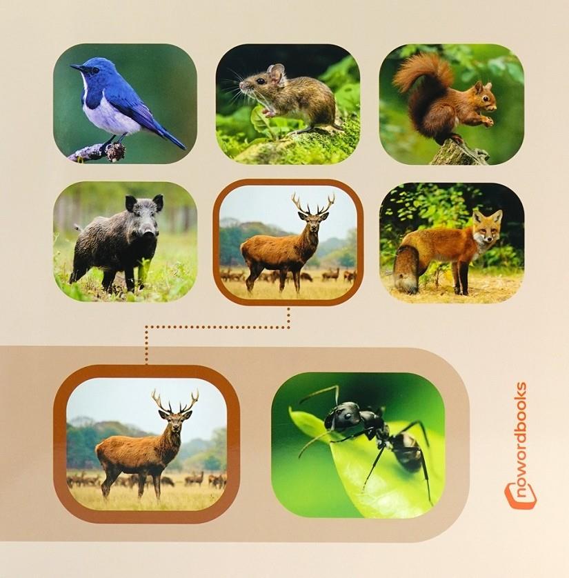 Busca y encuentra: Animales del bosque | NoWordBooks | Cooperativa autogestionària