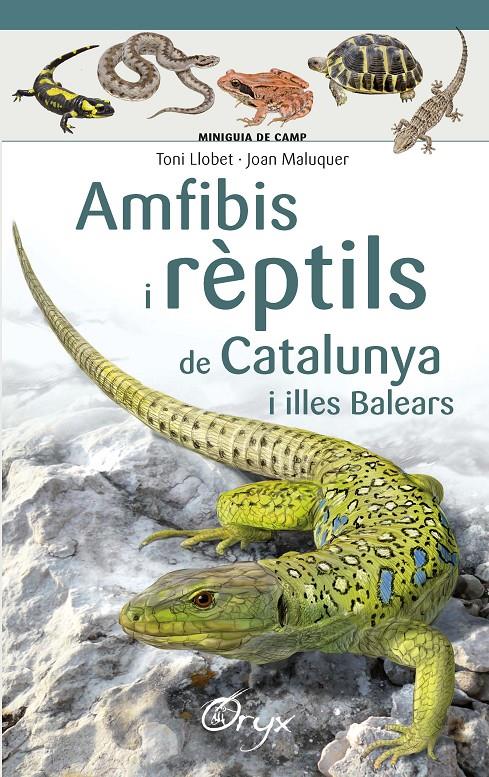 Amfibis i rèptils de Catalunya i illes Balears | Llobet François , Toni/Maluquer Margalef, Joan | Cooperativa autogestionària